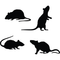 Décorations murales adhésives de silhouettes de 4 rats noirs