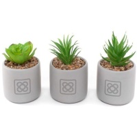 Plante artificielle de cactus avec pot Panot assorti de 7 x 7,5 cm